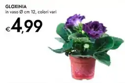 Bennet GLOXINIA offerta