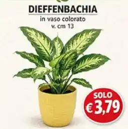 Coal DIEFFENBACHIA offerta