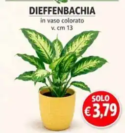 èccoMI DIEFFENBACHIA offerta