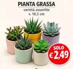 èccoMI PIANTA GRASSA offerta