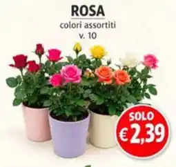 èccoMI ROSA colori assortiti offerta
