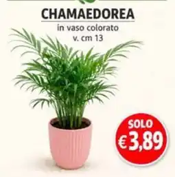 èccoMI CHAMAEDOREA offerta