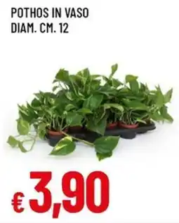 Famila Superstore Pothos in vaso offerta