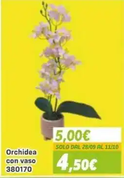 Orizzonte Orchidea con vaso offerta