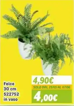 Orizzonte Felce offerta