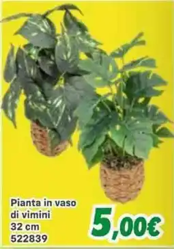 Orizzonte Pianta in vaso di vimini offerta