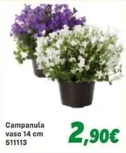 Orizzonte Campanula offerta