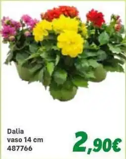 Orizzonte Dalia offerta