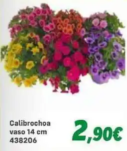 Orizzonte Calibrochoa offerta