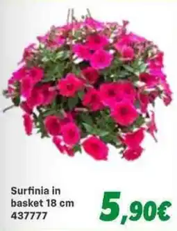 Orizzonte Surfinia in basket offerta