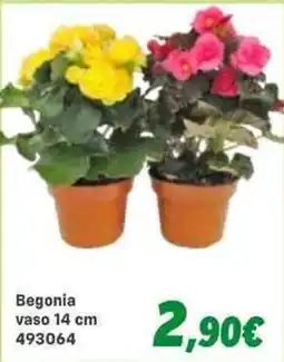 Orizzonte Begonia offerta