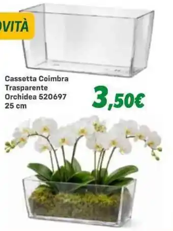 Cassetta Coimbra Trasparente Orchidea 520697