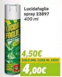 Orizzonte Lucida foglie offerta