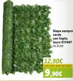 Orizzonte Siepe sempre verde con foglia lauro offerta