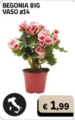 Gala Supermercati BEGONIA BIG offerta
