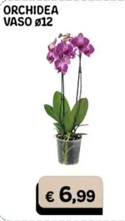 Gala Supermercati ORCHIDEA VASO Ø12 offerta