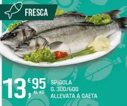 Supermercati Dok Spigola offerta
