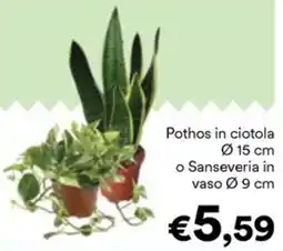 Unes Pothos in ciotola o Sanseveria in vaso offerta