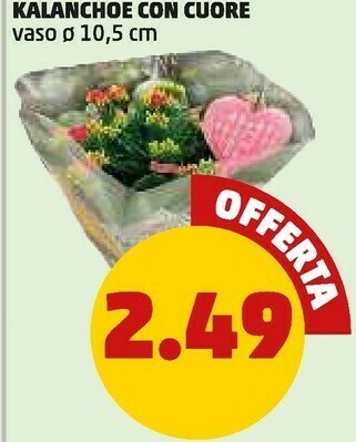 PENNY Kalanchoe con cuore offerta