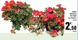 Conad PIANTA PORTULACA MIX COLOR offerta