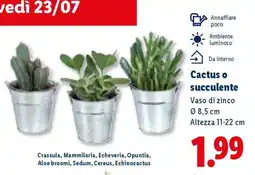 Lidl Cactus o succulente offerta