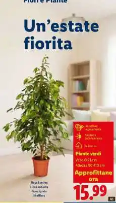 Lidl Piante verdi offerta