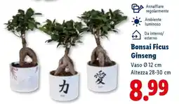 Lidl Bonsai Ficus Ginseng offerta