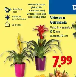 Lidl Vriesea o Guzmania offerta