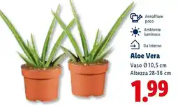 Lidl Aloe Vera offerta
