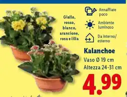 Lidl Kalanchoe offerta