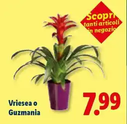 Lidl Vriesea o Guzmania offerta