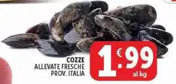 Deco Superstore COZZE ALLEVATE FRESCHE offerta