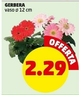 PENNY Kiwi offerta