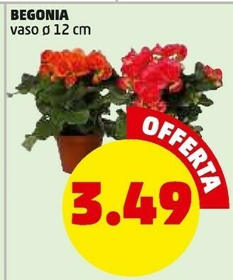 PENNY Piante offerta