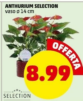 PENNY Piante offerta