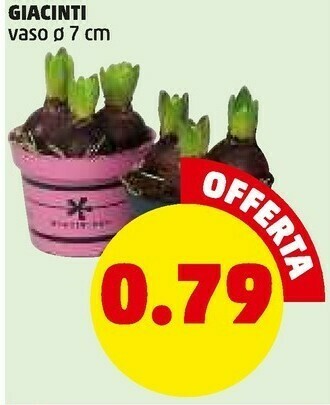 PENNY Piante offerta