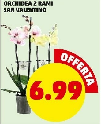 PENNY Piante offerta