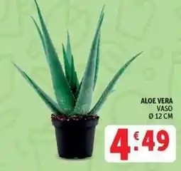 Deco Superstore ALOE VERA offerta