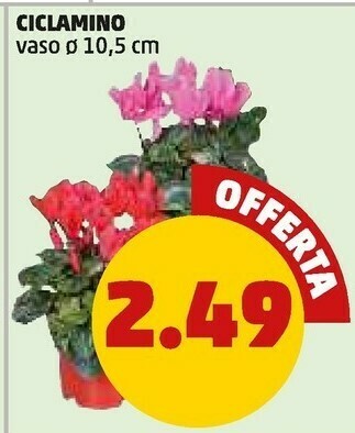 PENNY Ciclamino offerta