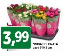 DPiù ROSA COLORATA offerta