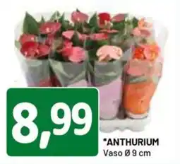 DPiù ANTHURIUM offerta