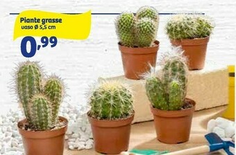 Piante grasse