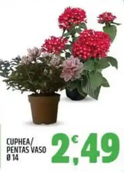 Ard Discount CUPHEA/ PENTAS VASO offerta