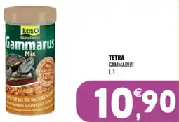 Ayoka Tetra gammarus offerta