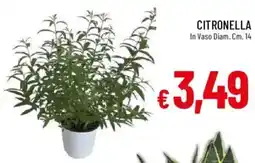 Galassia CITRONELLA offerta