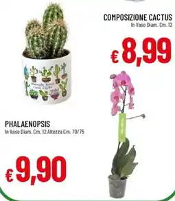 Galassia COMPOSIZIONE CACTUS offerta