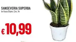 Galassia SANSEVERIA SUPERBA offerta