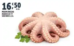 Deco Superfreddo POLPO RICCIO MAROCCO T7 offerta
