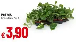 IperFamila POTHOS offerta