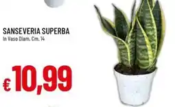 IperFamila SANSEVERIA SUPERBA offerta